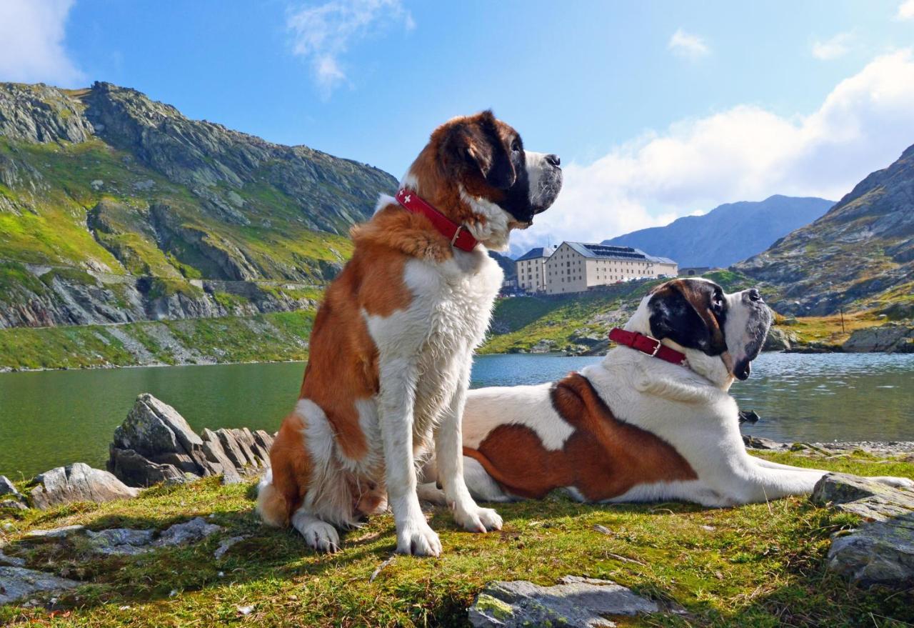 Gite Du Pelerin-Chalet De Montagne Orsières Dış mekan fotoğraf
